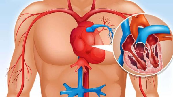 Pulmoner Hipertansiyonda Yer Alan Aktörler